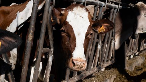 Prantsusmaa raius seadusesse lehmade õiguse öösel ammuda