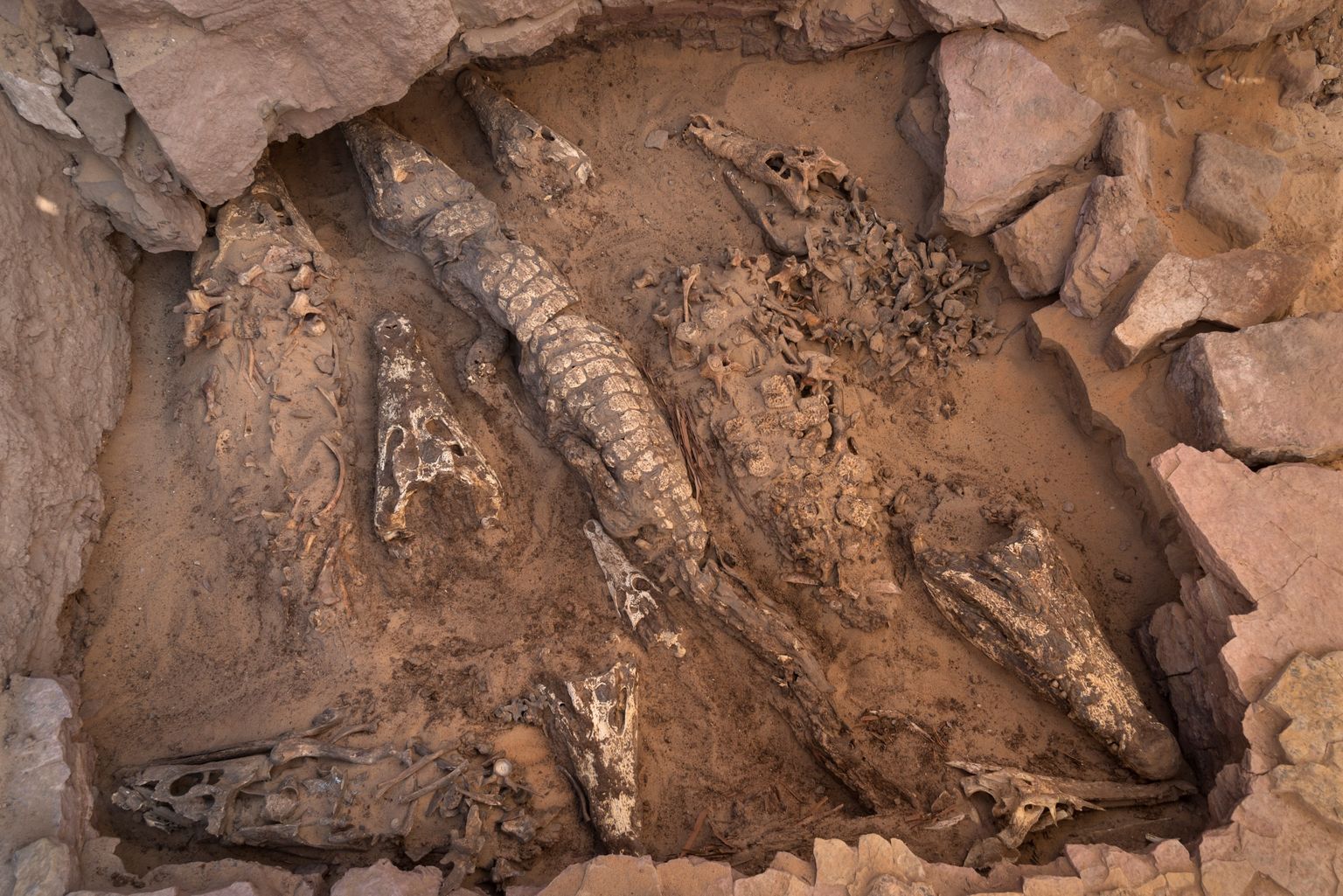 Mumifitseeritud krokodillid.