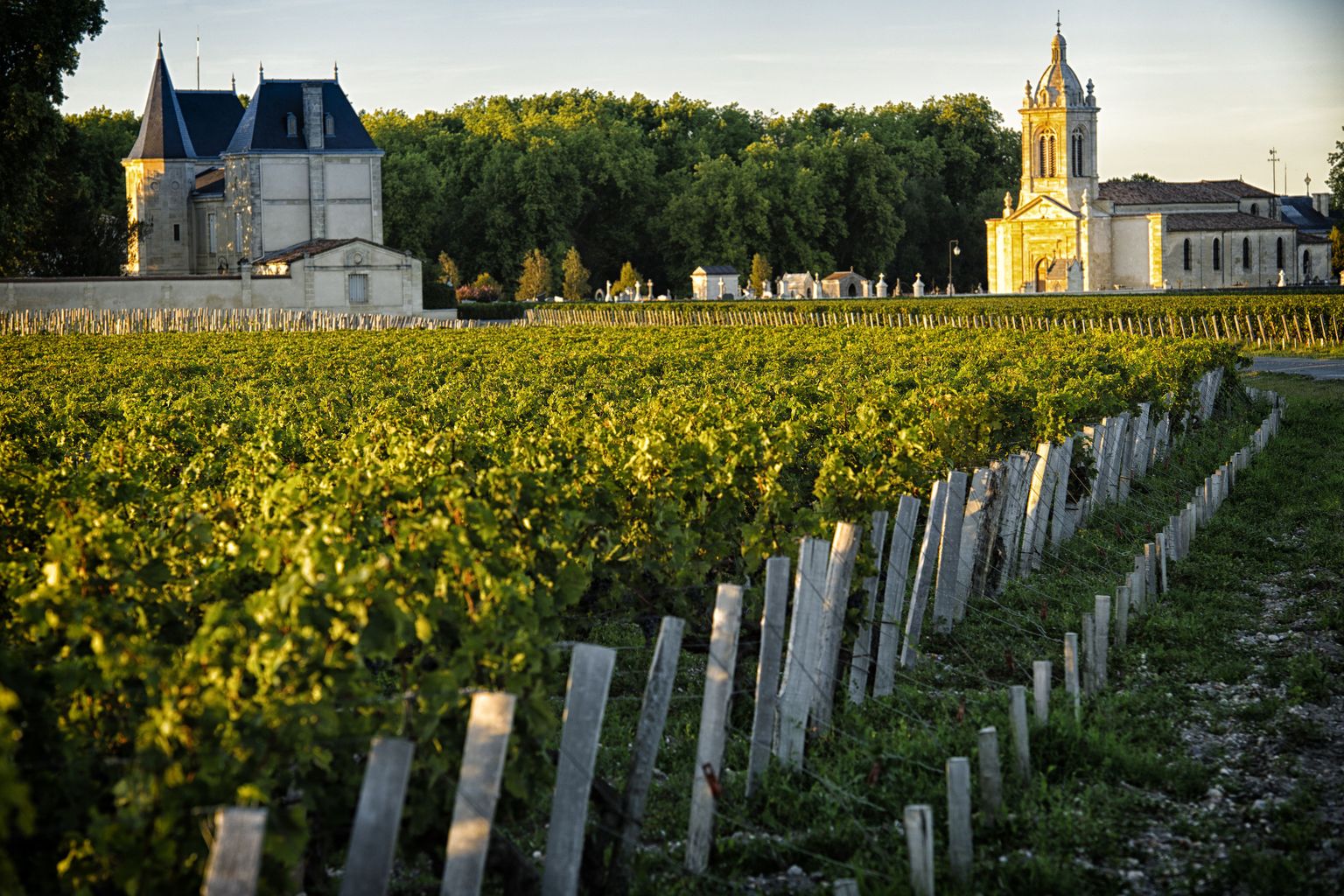 Bordeaux'i piirkonna viinamarjaistandus