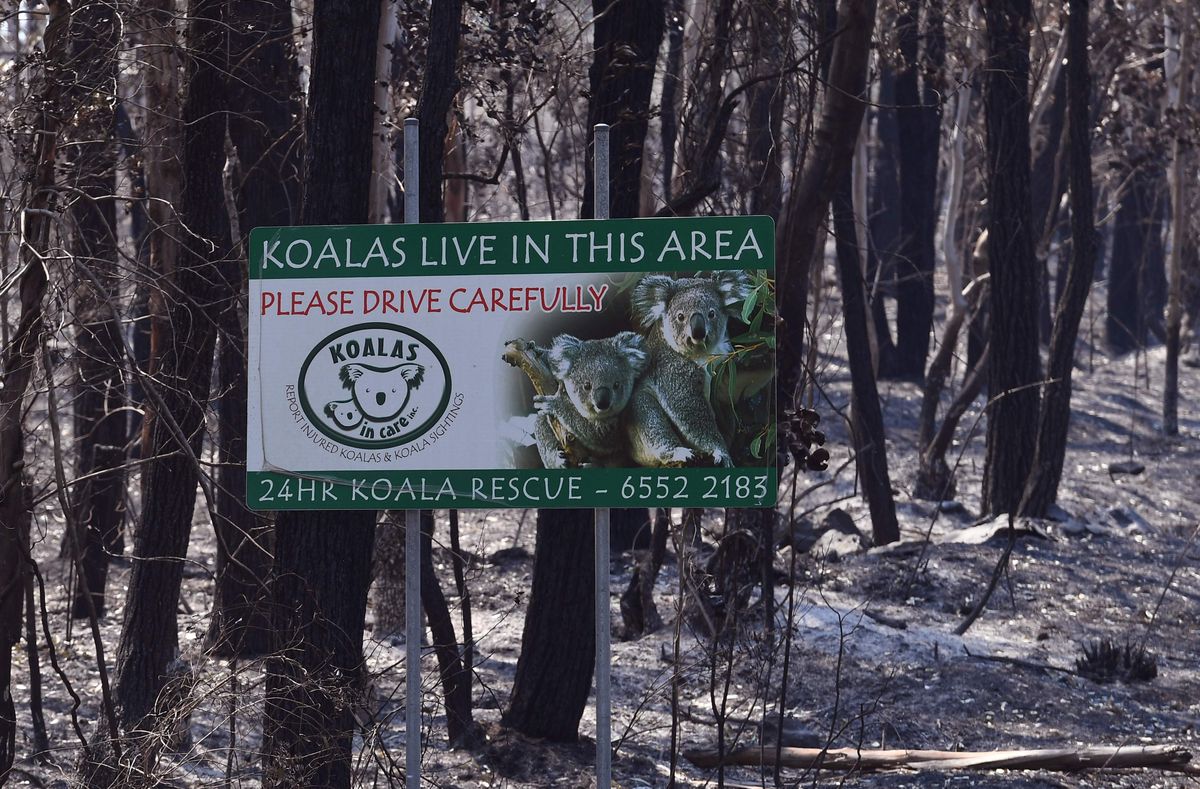 Silt «Koaalad elavad siin» põlenud metsas Taree linnas.