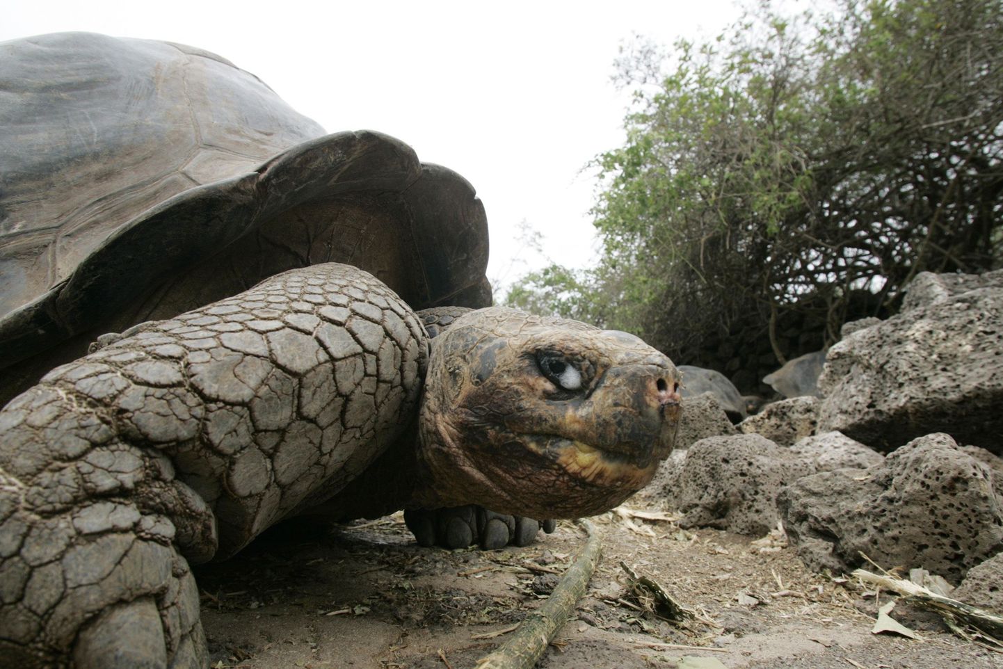 Galapagose kilpkonnad vulkaanipurske tagajärjel kannatada ei saanud