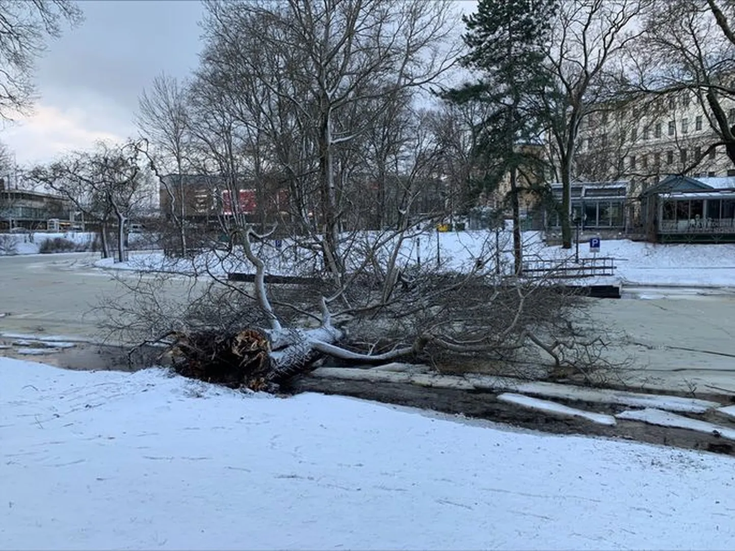 Tormis murdunud puu Riias.