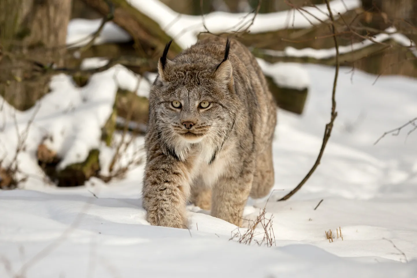 Ilves. Pilt on illustreeriv.