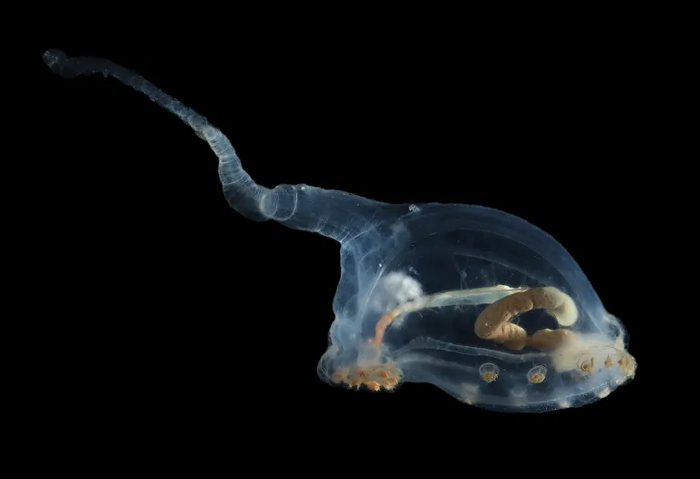 See läbipaistva kehaga merikurk kuulub Elpidiidae perekonda ja seda kutsutakse «ükskurgiks, ik unicumber». Selgelt on näha tema soolestik ja see, et ta on söönud setteid.