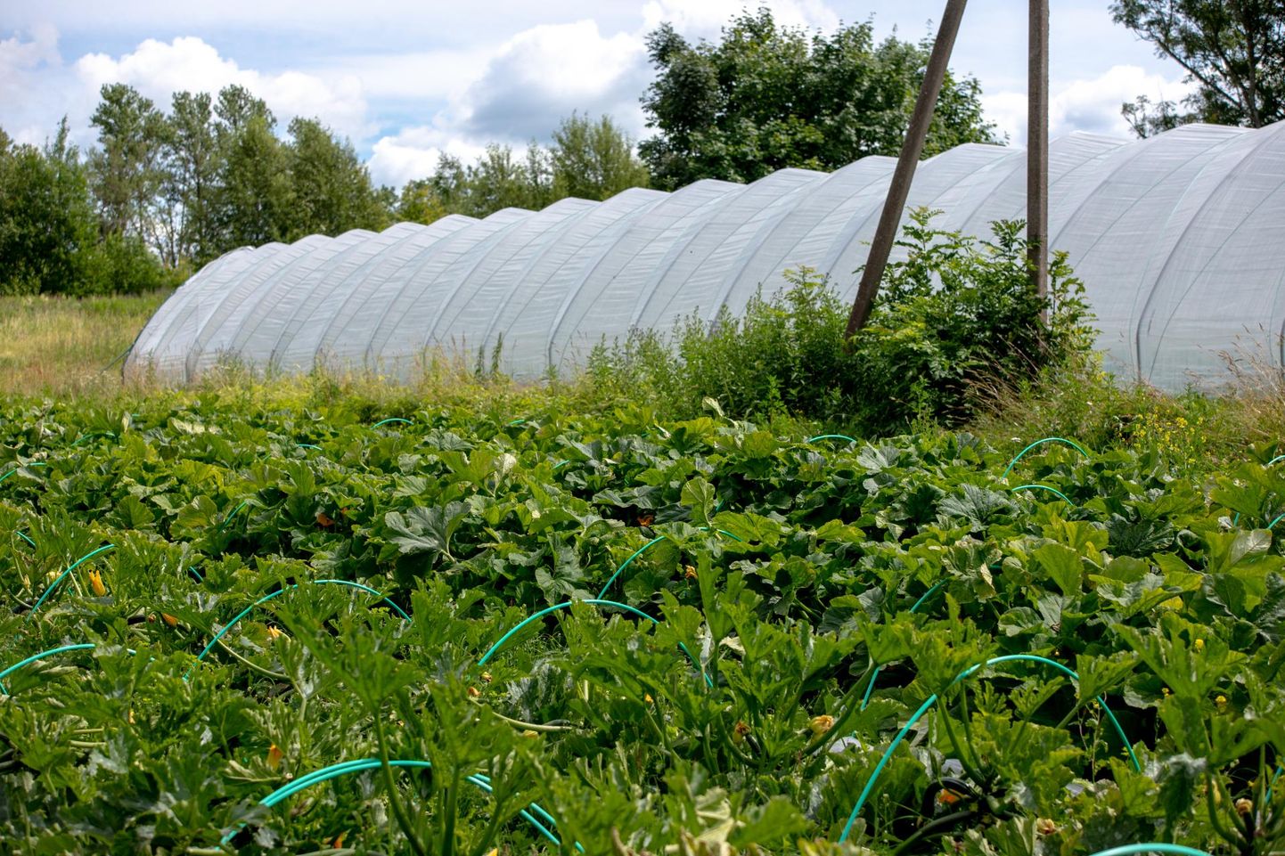 Kiletunnelid tagavad Eesti muutlikus ­suves stabiilse saagi ka nendel aastatel, kui avamaal kasvatamine ei pruugi õnnestuda.