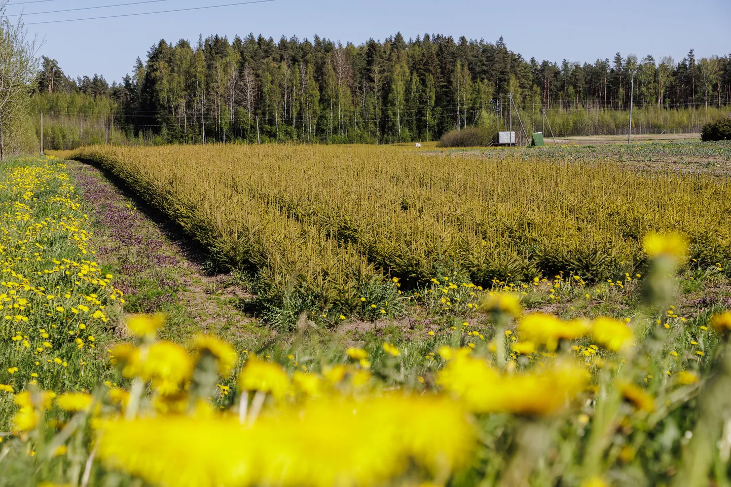RMK taimlates on tänavu rohkem kuuseistikuid, kui metsa istutamiseks ära mahub.