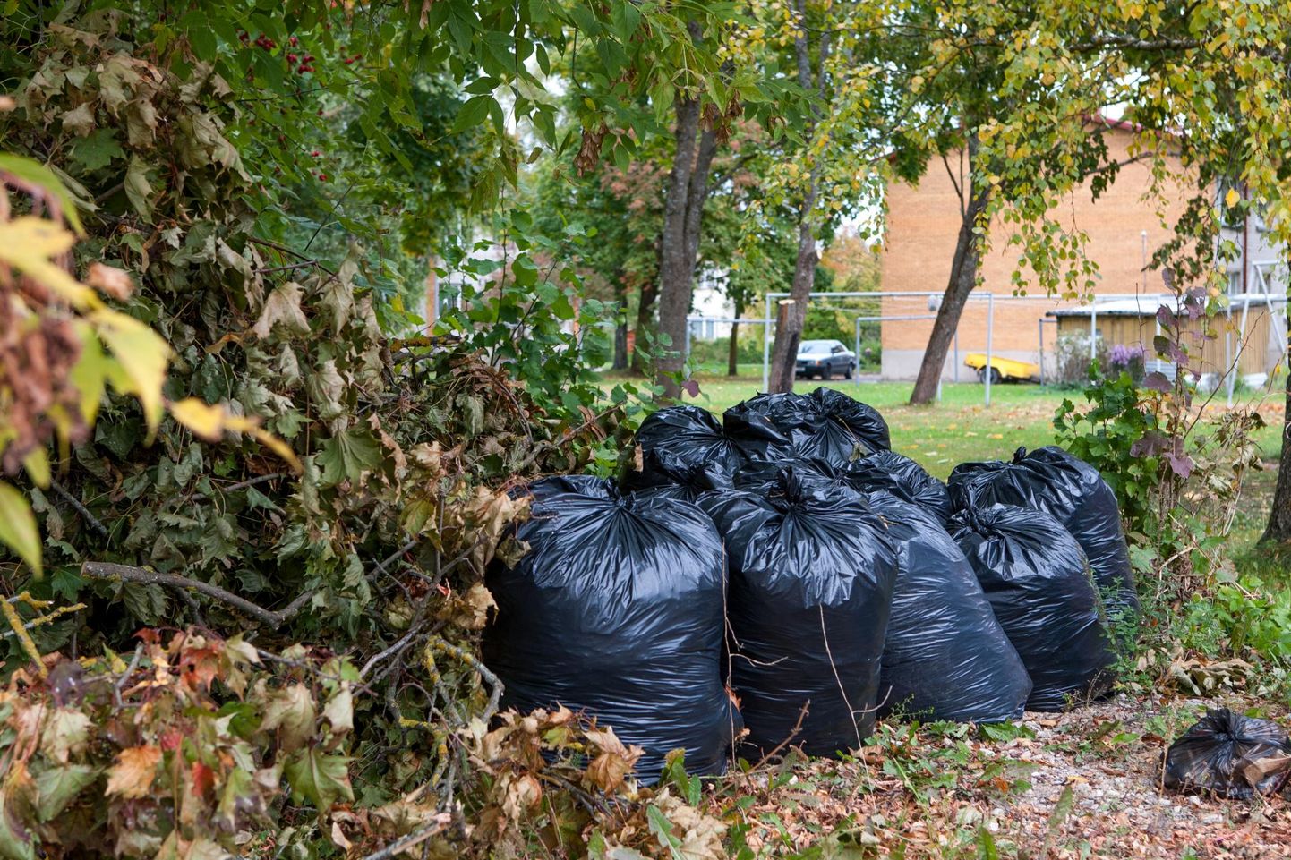 Esmaspäevast algab Viljandis aia- ja haljastusjäätmete tasuta äravedu.