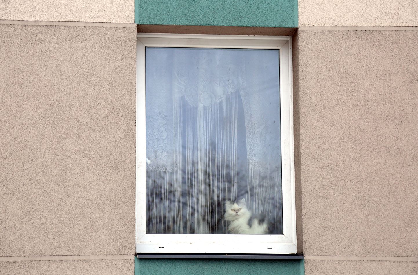 Кот к окне. Иллюстративное фото