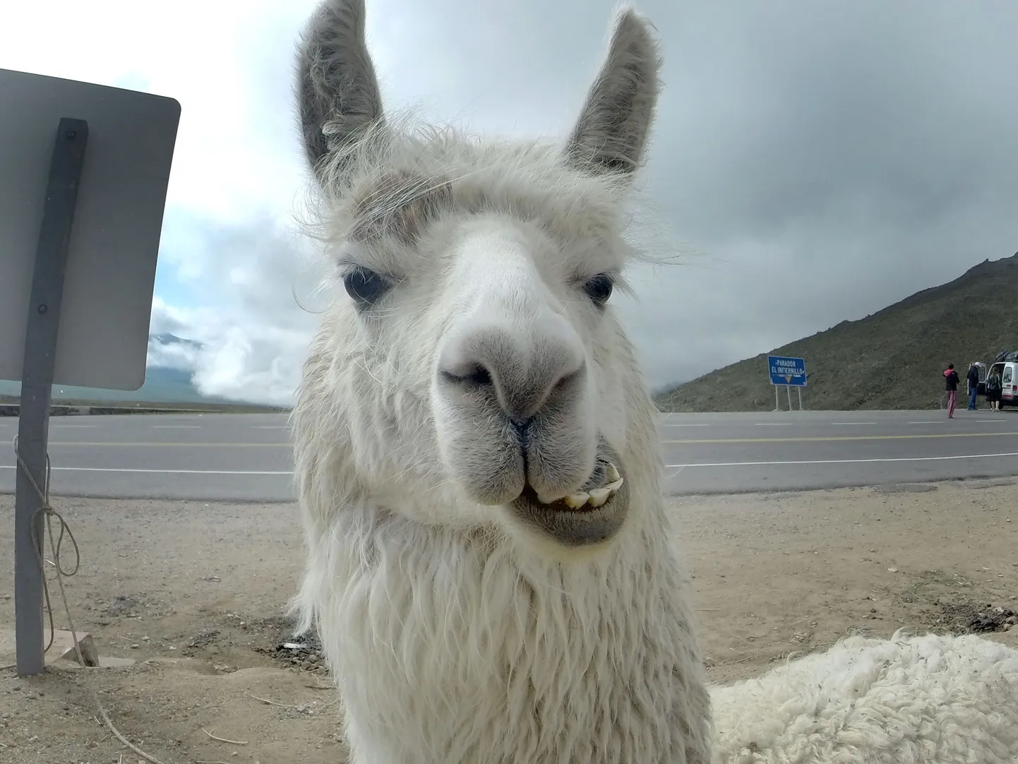 Laama.