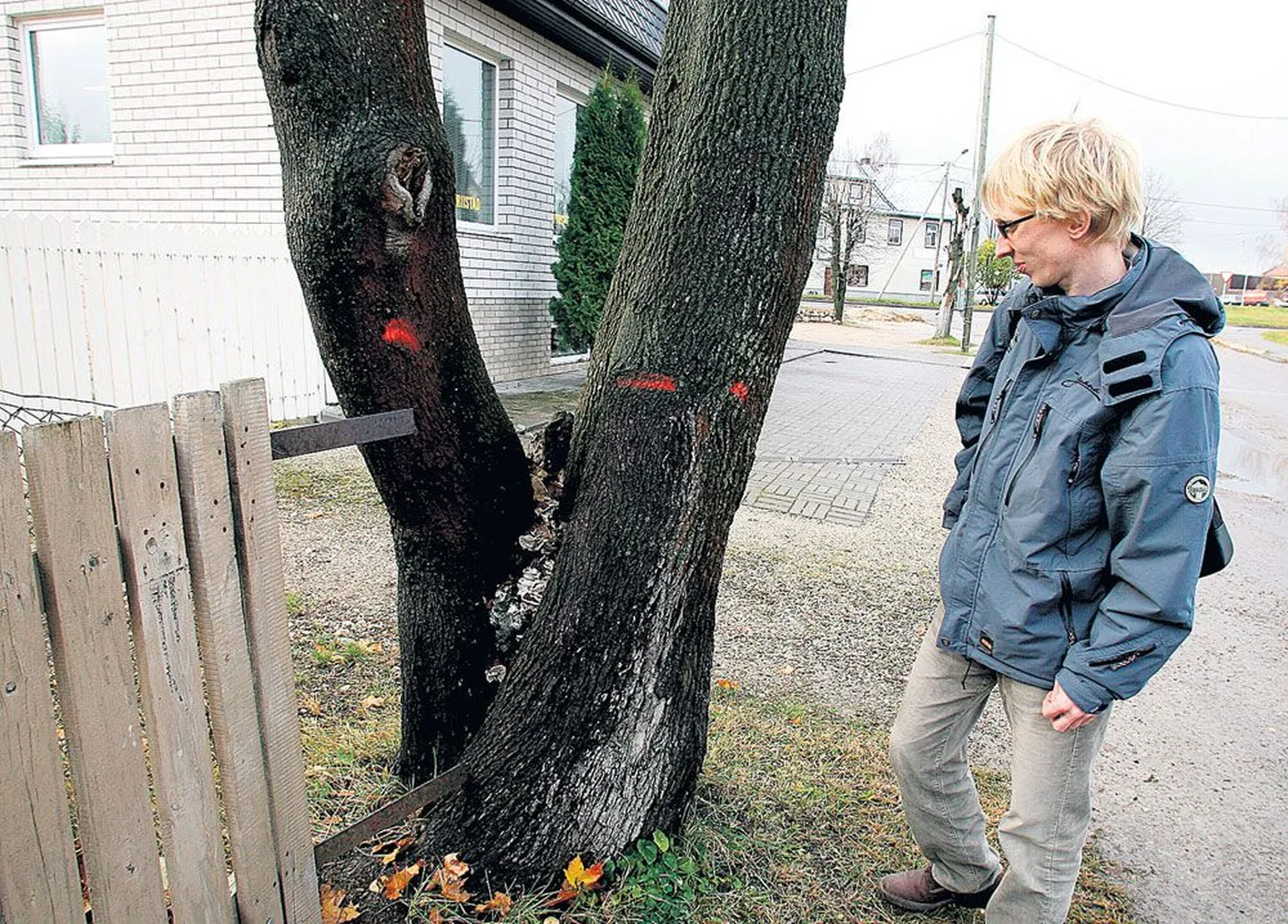 Linnadendroloog Silver Urbas uurib Side tänava seenetanud vahtrat, mille langetamise otsus on juba langenud. Ohtlikuks tunnistatud puu ootab saemehi veel nädalaid.