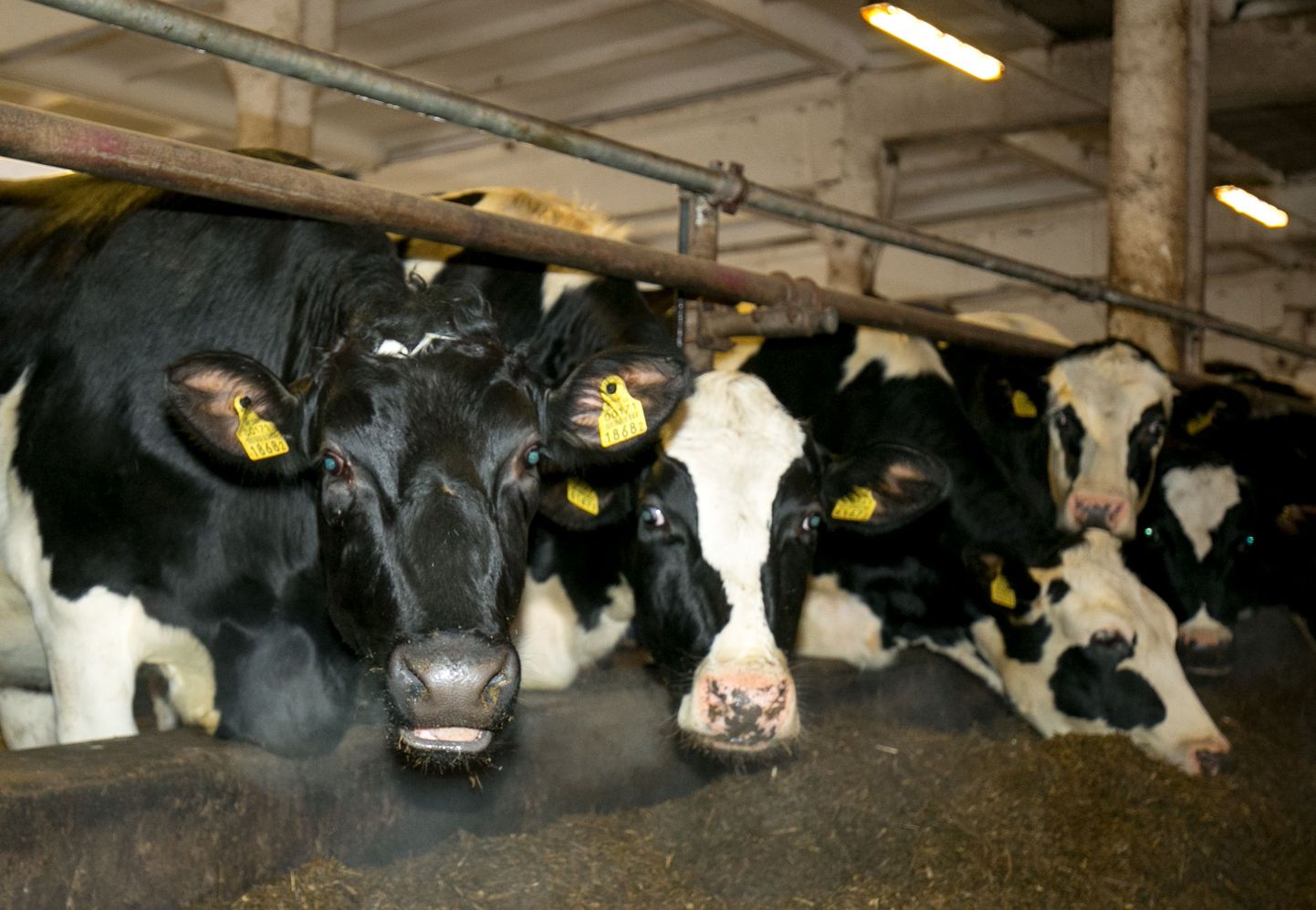 Piima ja piimatoodete ekspordimahust 30–40 protsenti moodustab toorpiim.