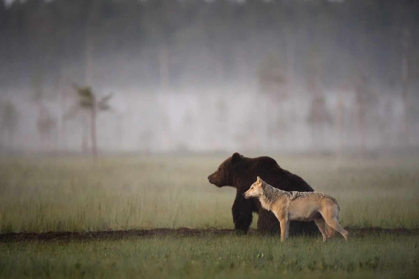 Pruunkaru (Ursus arctos) ja hallhunt (Canis lupus), Kuhmo, Soome.