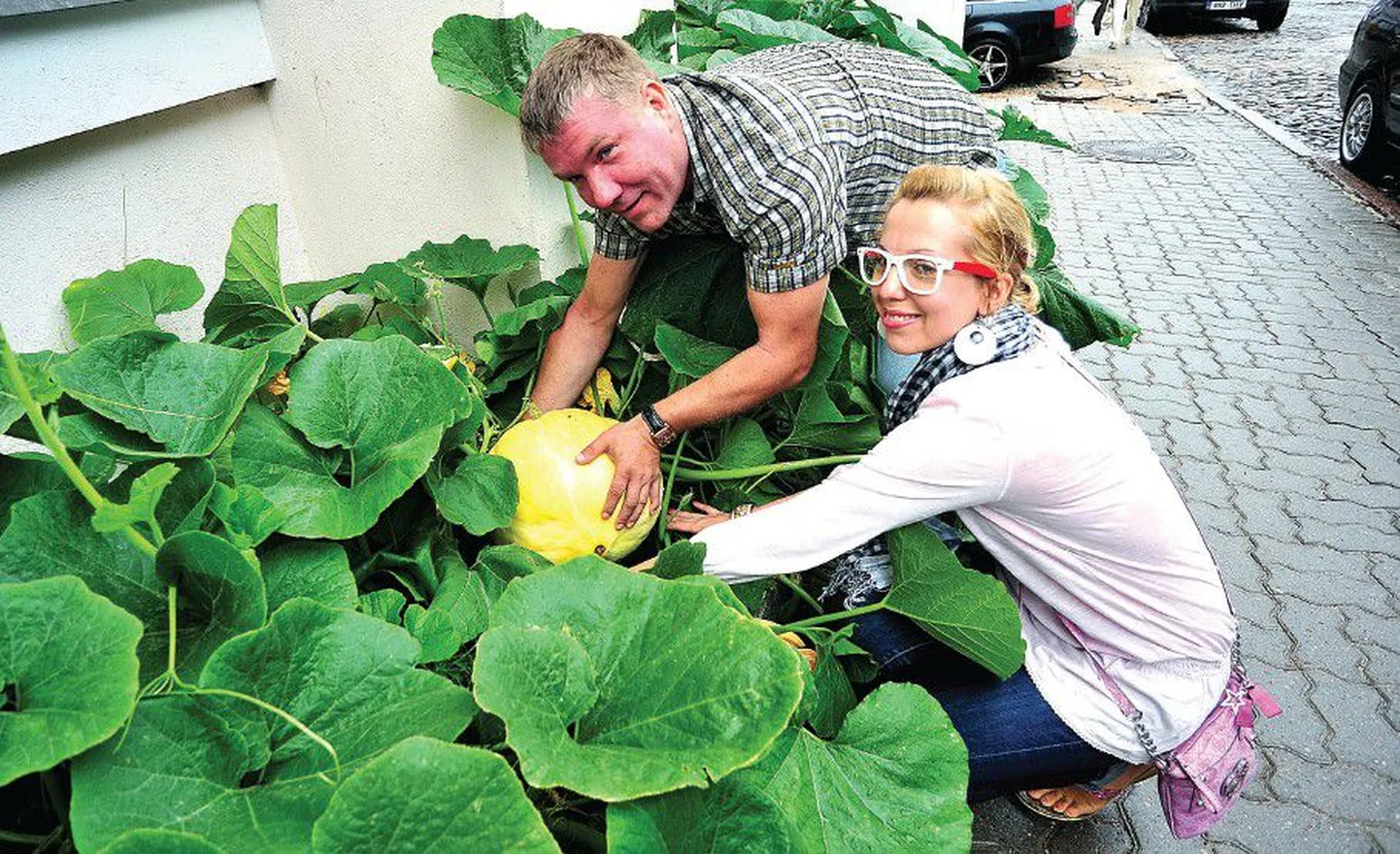 Tartu Ülikooli peahoone sisehoovis ja Lossi tänava õppehoone lillepeenardel kasvavad tänavu lillede asemel salvei, till, kõrvitsad ja punapeedid. Päikese käes järjest suuremaks paisuvad viljad panevad TÜ haldurite Indrek Zeigi ja Kristi Kallioni näo särama.