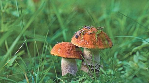 Tšornobõli pärand elab seentes edasi: Soome suuruuring näitab kiirgustasemete langust, Eestis on olukord veelgi parem