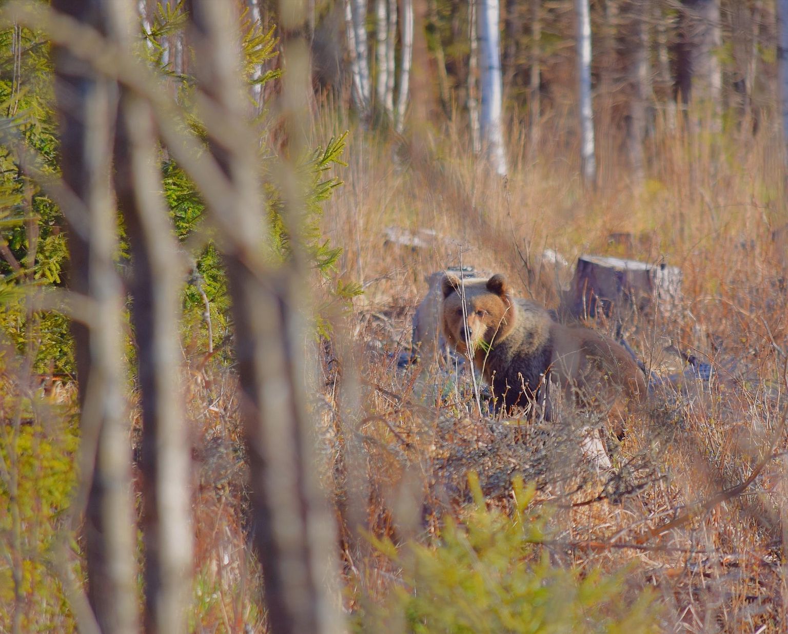 Põhja-Sakala valla metsas jäi hobifotograafi kaamera ette einestav karu.
