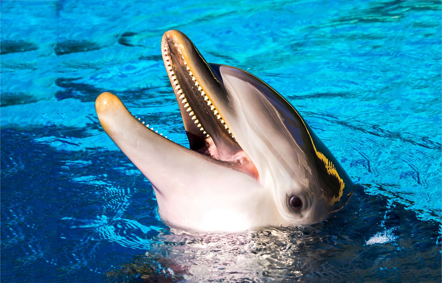 Delfīns. Ilustratīvs attēls