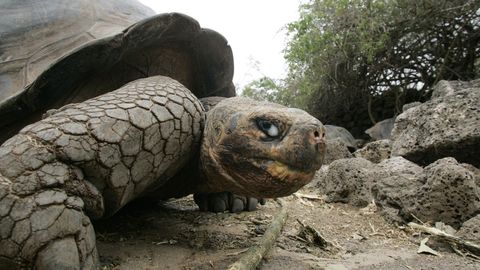 На Галапагосских островах украдены 123 детеныша редких черепах