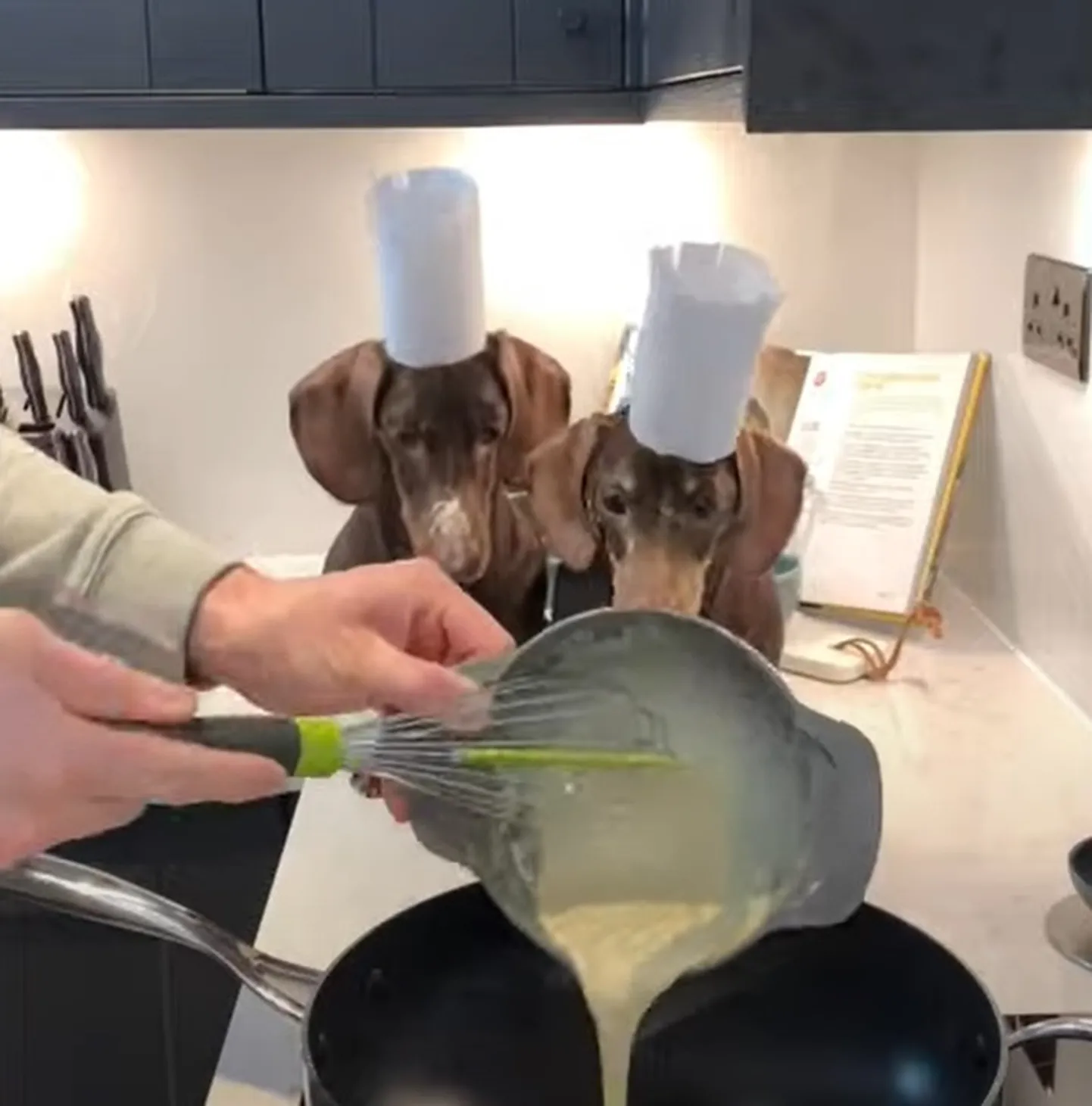 Pannkooke saab valmistada ka koos lemmikloomaga! / Kuvatõmmis videost.