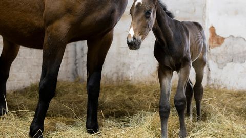 Igaunijā piedzimis pirmais klonētais kumeļš
