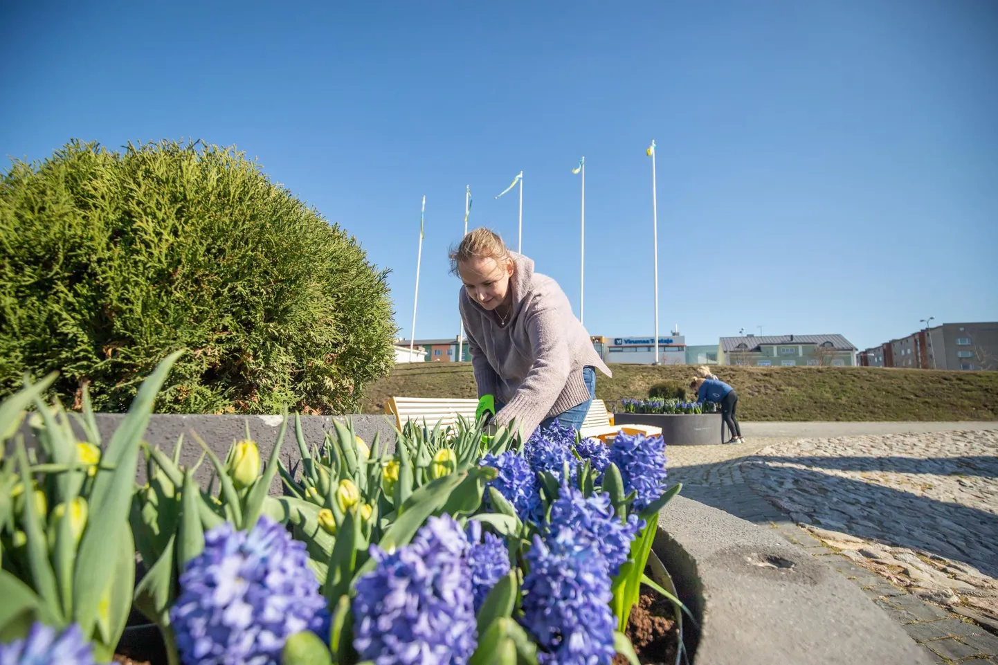 Eile asuti Rakvere Keskväljaku ja selle läheduses asuvatesse lillekastidesse kevadlilli istutama. "Linnapildi kaunistamiseks istutatakse Rakvere Keskväljakule 1300 tulpi ja 800 hüatsinti, promenaadile 400 tulpi ja 90 võõrasema ning Parkali tänavale 1300 suure lisakrooniga nartsissi," rääkis Rakvere linnaaednik Anu Otsma.