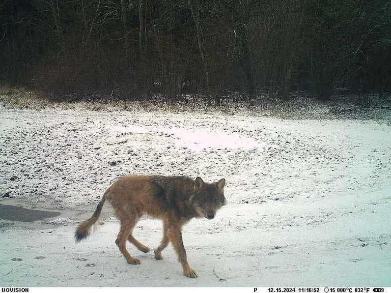 Kärntõves hunt jäi korduvalt ka rajakaamera ette.