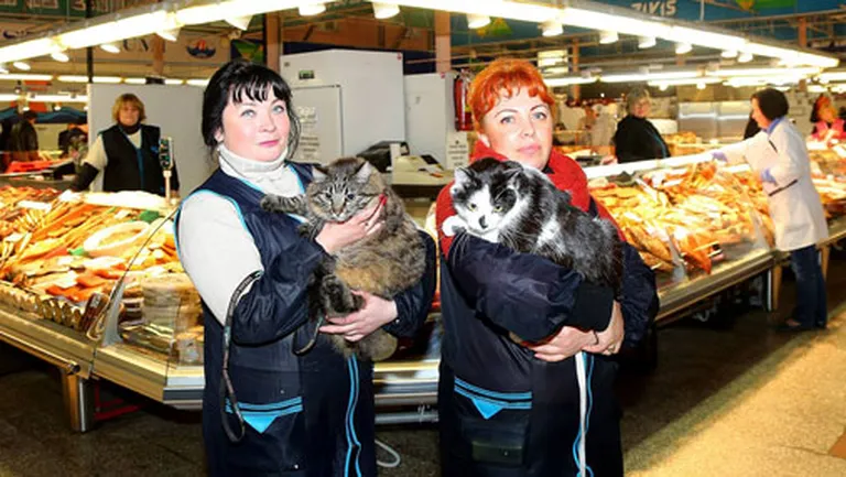 Фото статьи