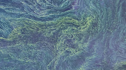 Ядовитые сине-зеленые водоросли атаковали пляж Пирита