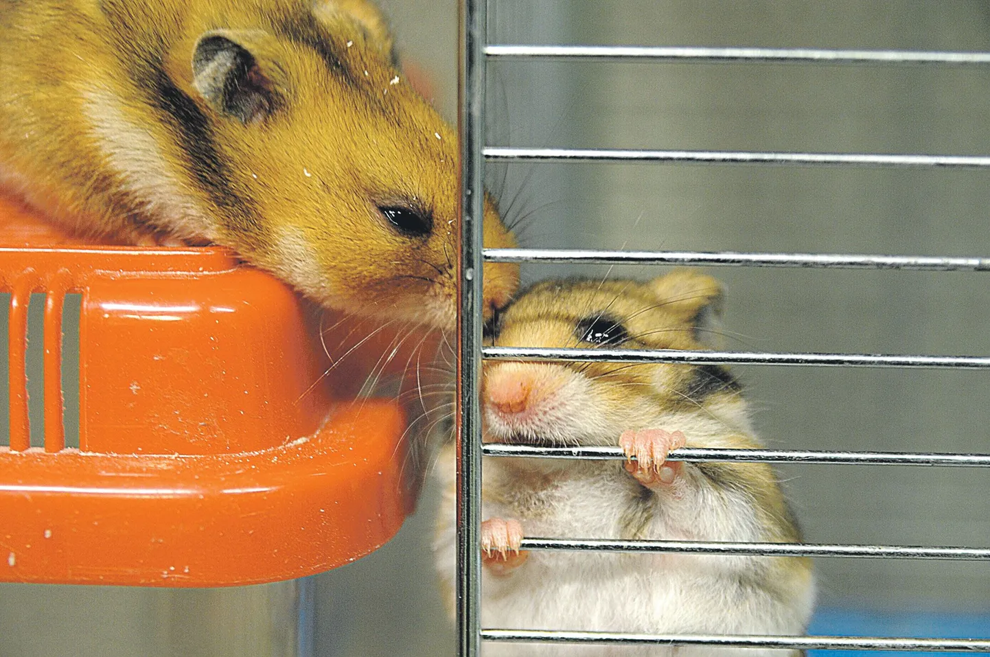 Hamster on läbi aegade kõige populaarsem lemmikloom. Nende pisikeste näriliste eluiga on aga lühike ja mõnikord vahetavad lapsevanemad hinge heitnud loomakese nii kiiresti välja, et laps ei saa arugi, et vana lemmik on surnud.