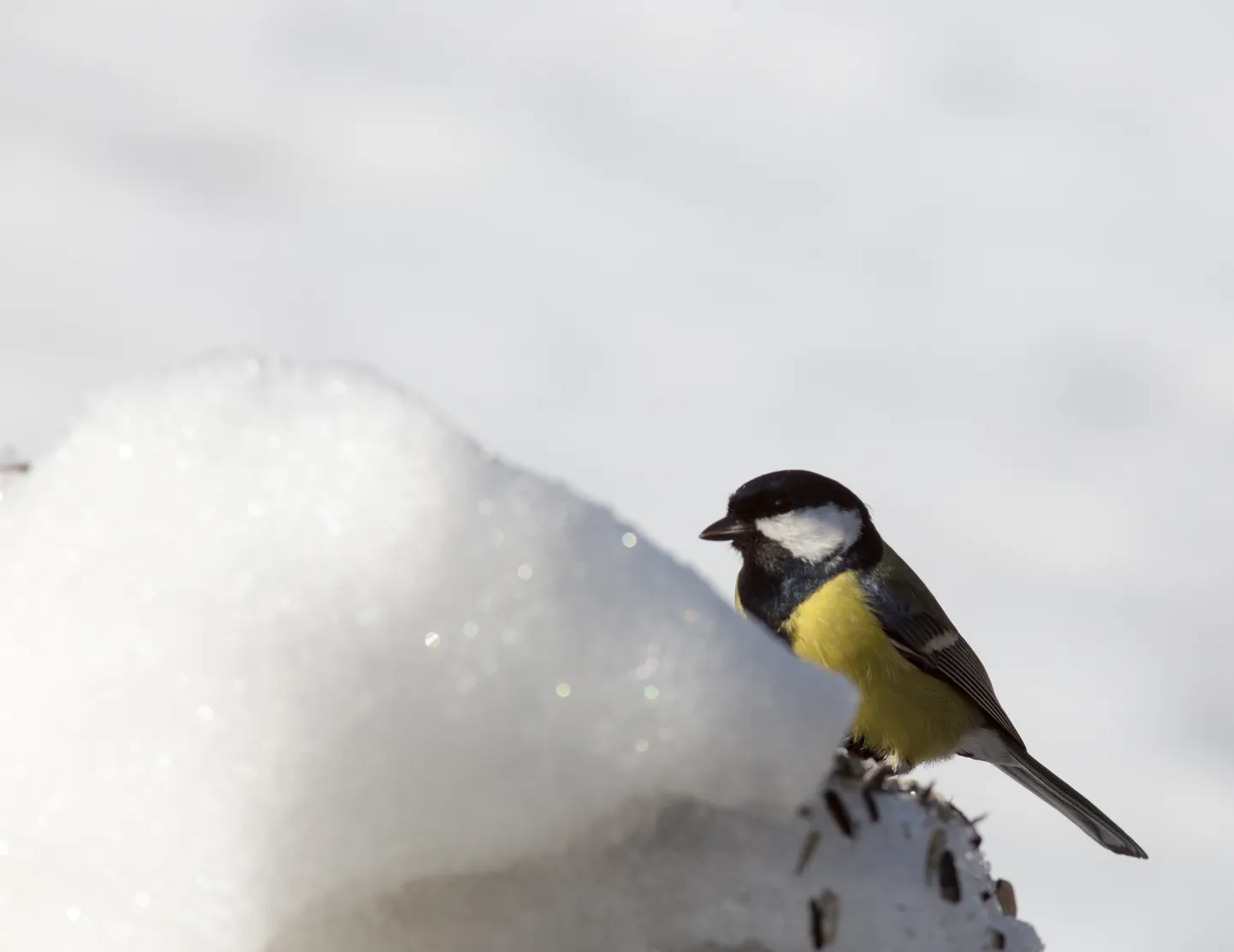VILJANDI, EESTI, 28MAR16
Linnud. Rasvatihane (Parus major) on linnuliik tihaslaste sugukonnast

ELMO RIIG/SAKALA