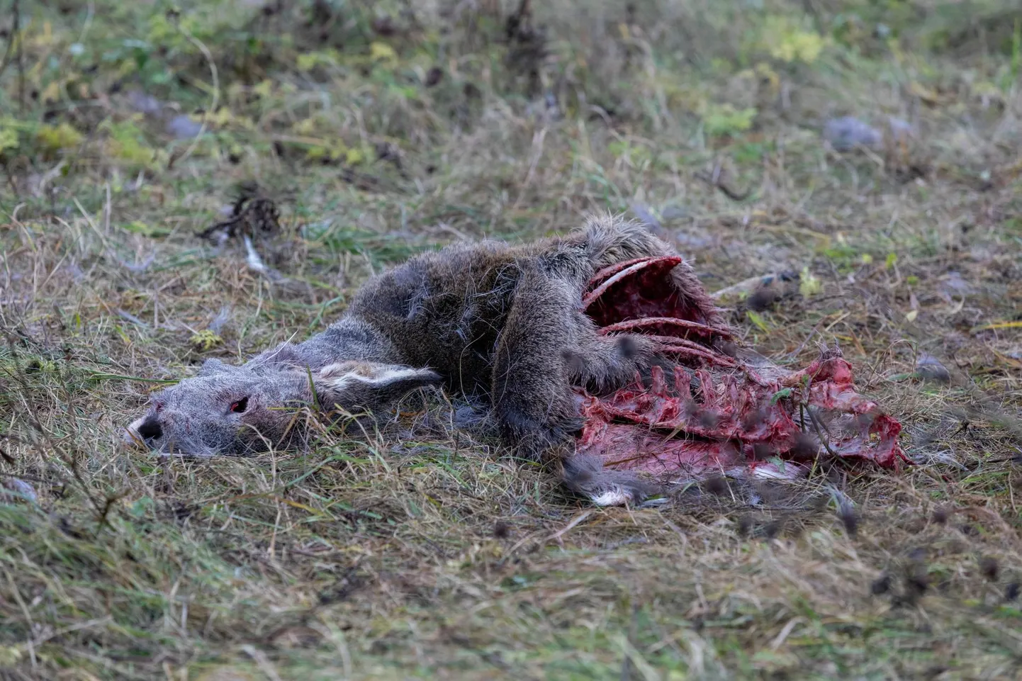 Hunt või ilves murdis metskitse Viljandimaal Valma küla kandis.
