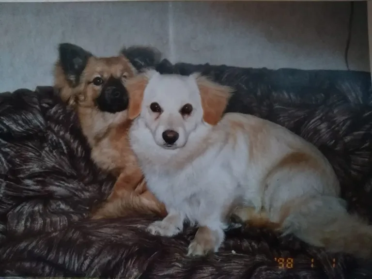 Seljametsal kadusid hoovist järsku Donna ja Dolli (pildil), väikestest koertest jäid maha vaid vereloigud.