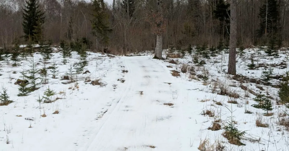 ILMATAAT EI TEE KOOSTÖÖD ⟩ Estoloppeti viimased etapid jäävad lumepuuduse tõttu ära