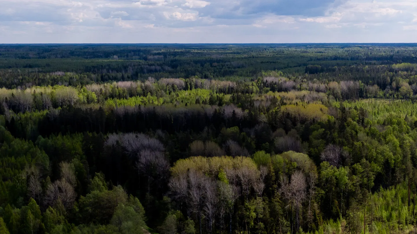 Rail Balticu keelatud lõik Pärnumaal.