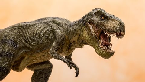 T-REX ON TAGASI? ⟩ Haruldase käekoti hind võib ulatuda poole