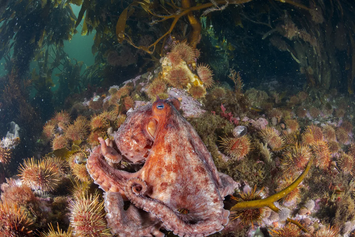 Astoņkājis