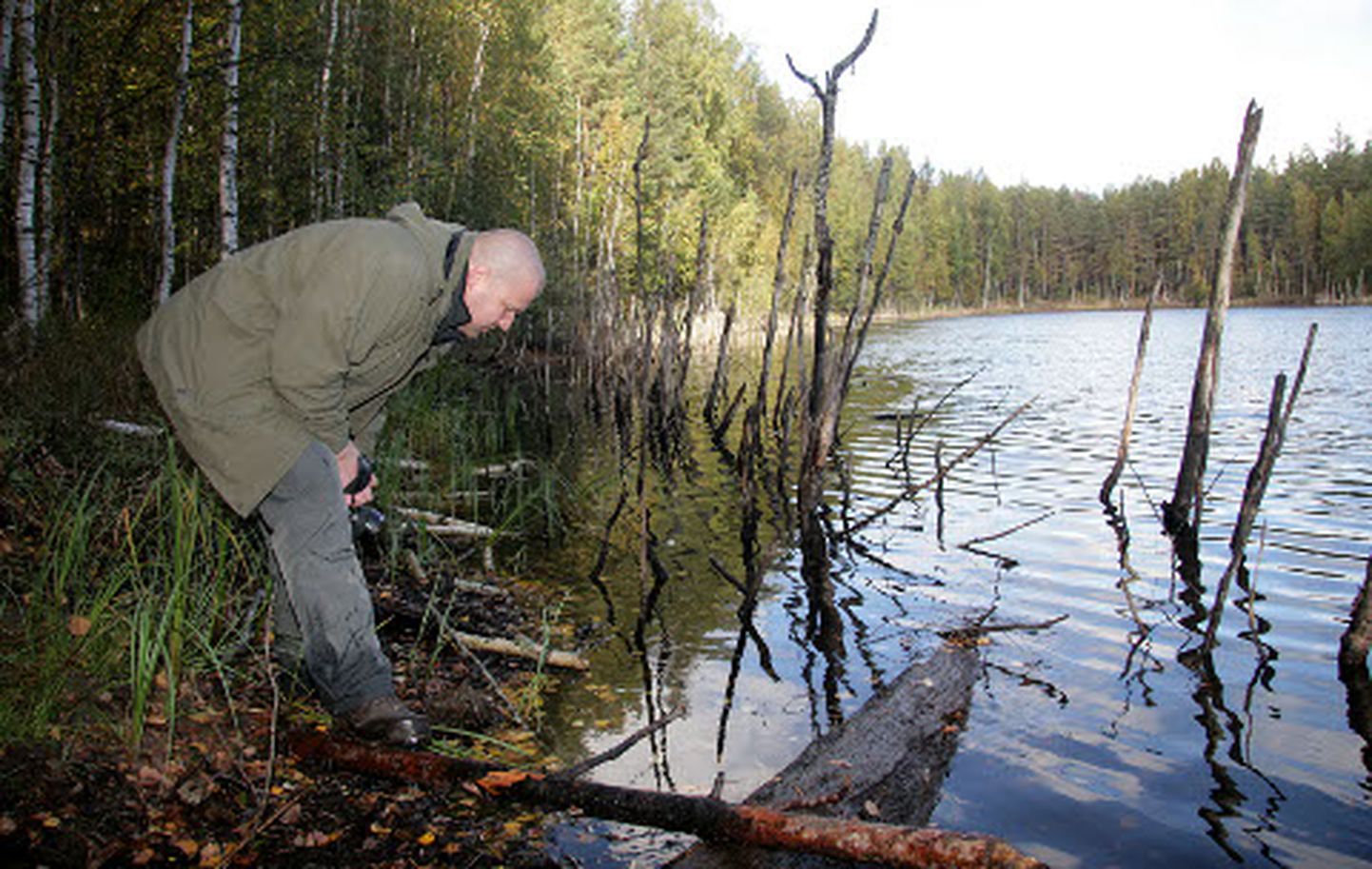 Kuradijärve servas veest turritavad puutüükad annavad teada, et kunagi oli veepiir veel kaugemal ja veetase veel madalamal kui praegu.