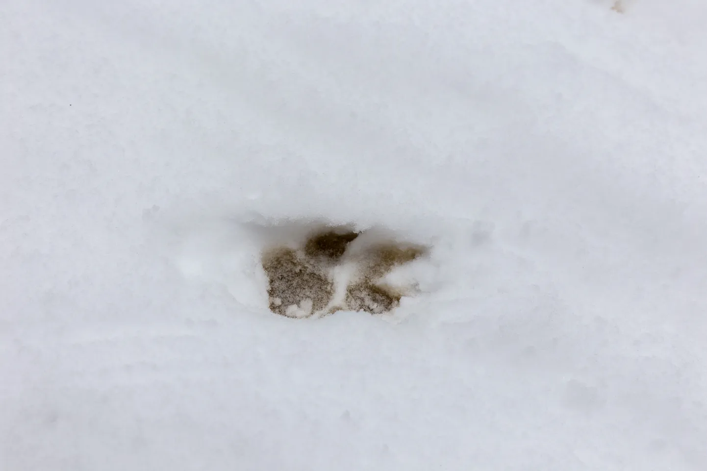 Hundi jäljed lumel.