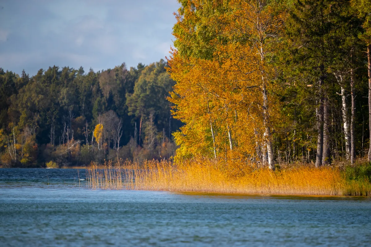 Karujärve