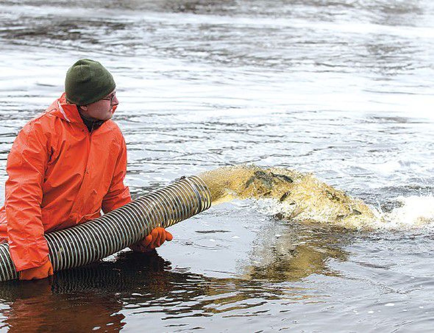 Специалист рыбоводческого хозяйства Пылула Ивар Таллерман выпускает молодую форель в реку Ягала.