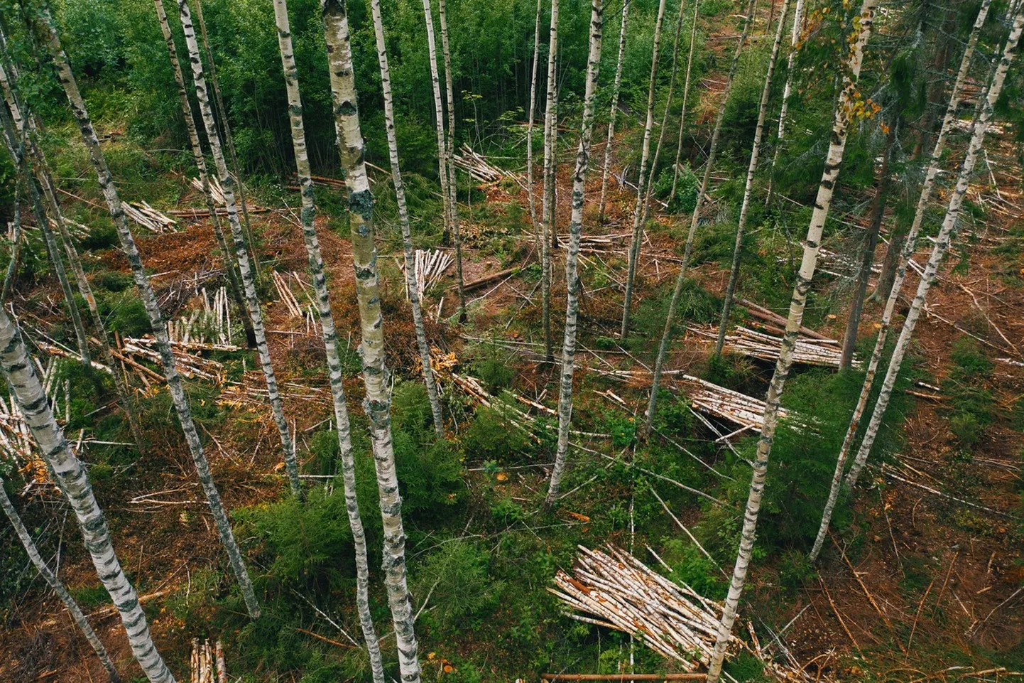 Hooldusraie kaasikus