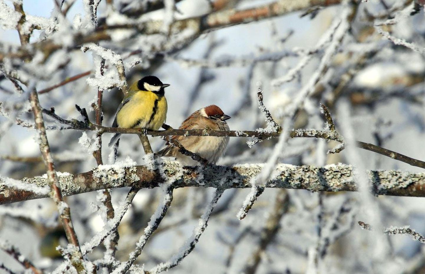 Rasvatihastel, põldvarblastel ja paljudel teistel lindudel napib talvekülmade ja lumerohkuse tõttu toitu.
