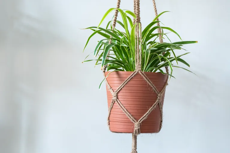 Chlorophytum comosum