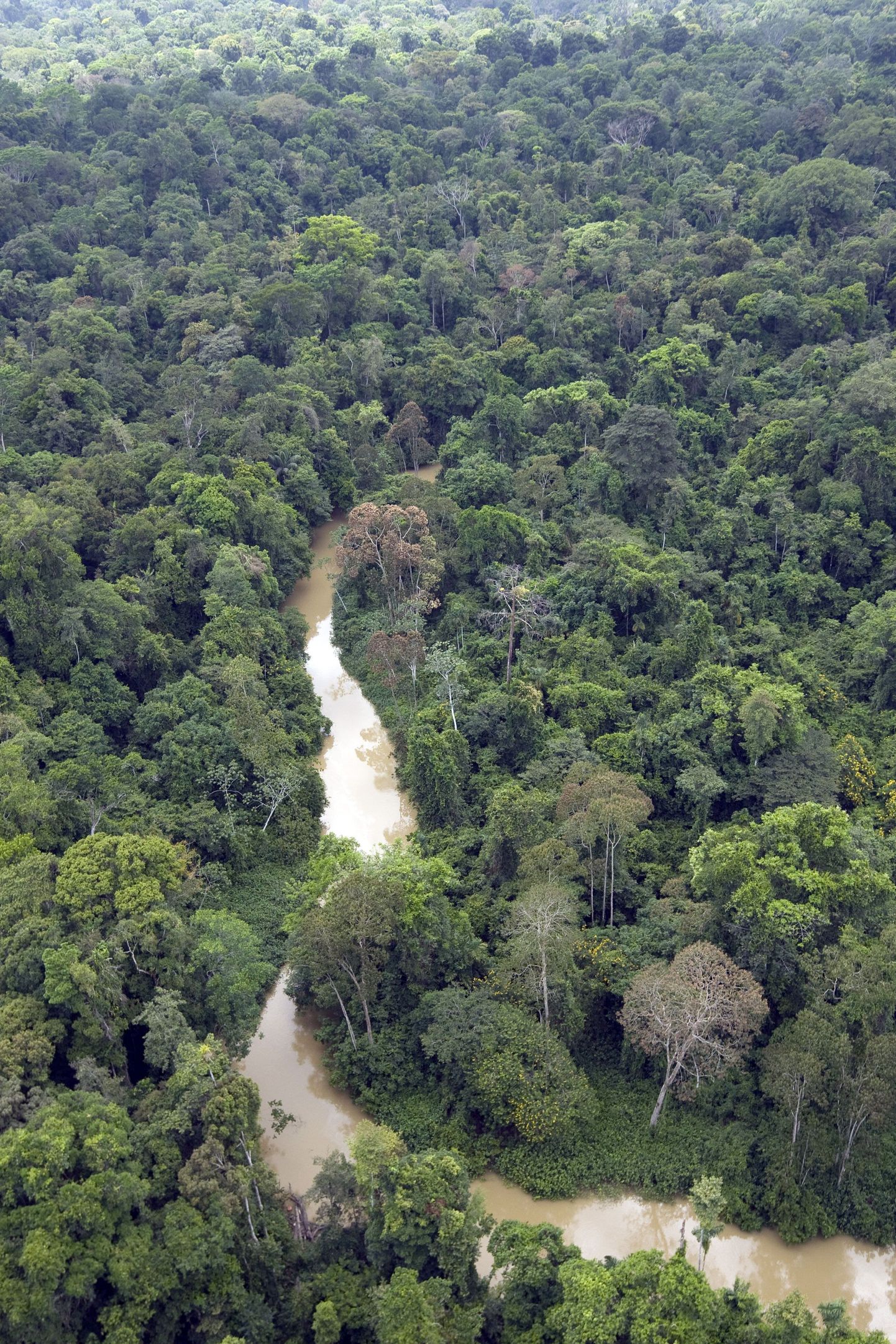 Brasiilia soovib ligi pool kavandatavast vähendamisest saada Amazonase vihmametsade maha raiumise aeglustamisega.