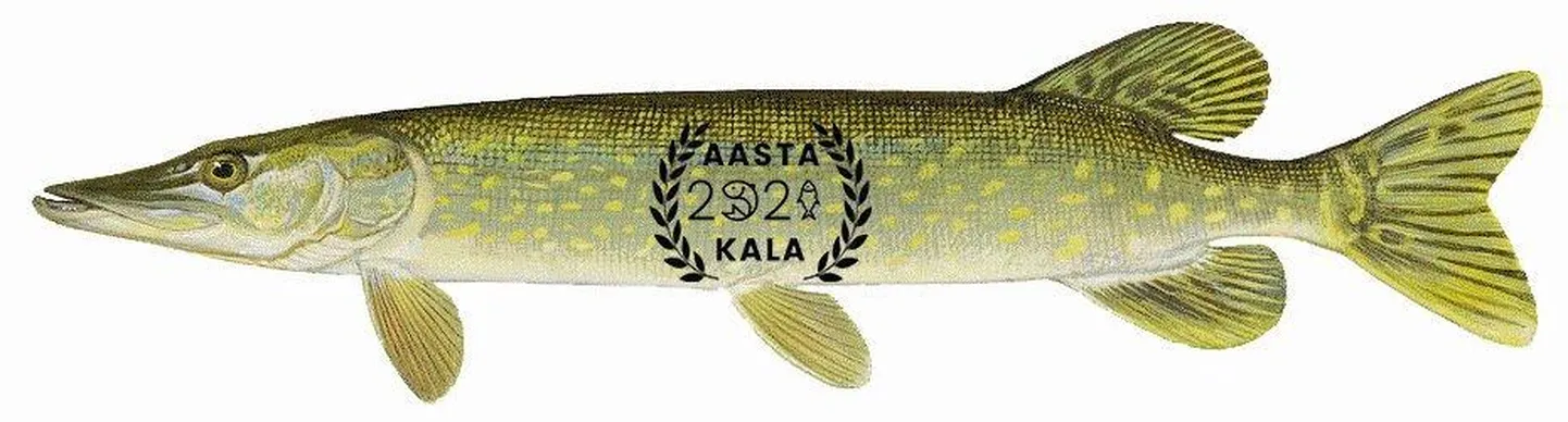 Aasta kala 2021 on haug.