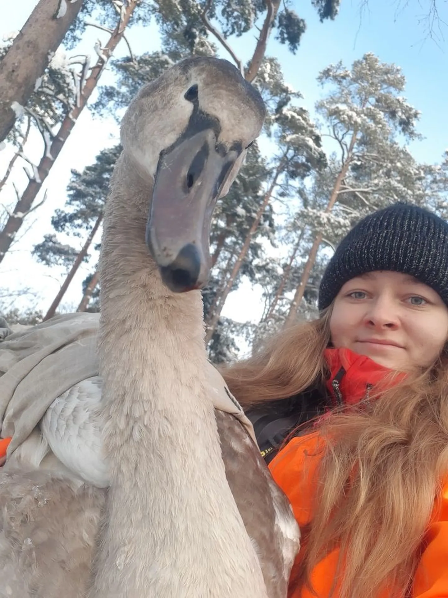 Kohapeal võttis luige vastu vabatahtlik Merilin.