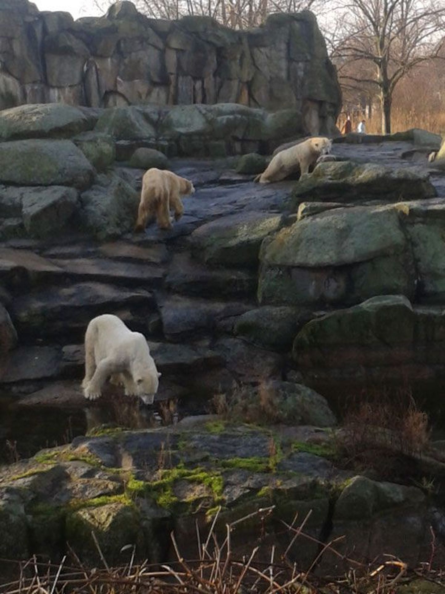 Jääkarud peavad oma toidu Berliini loomaaias ise veesilmast välja püüdma.