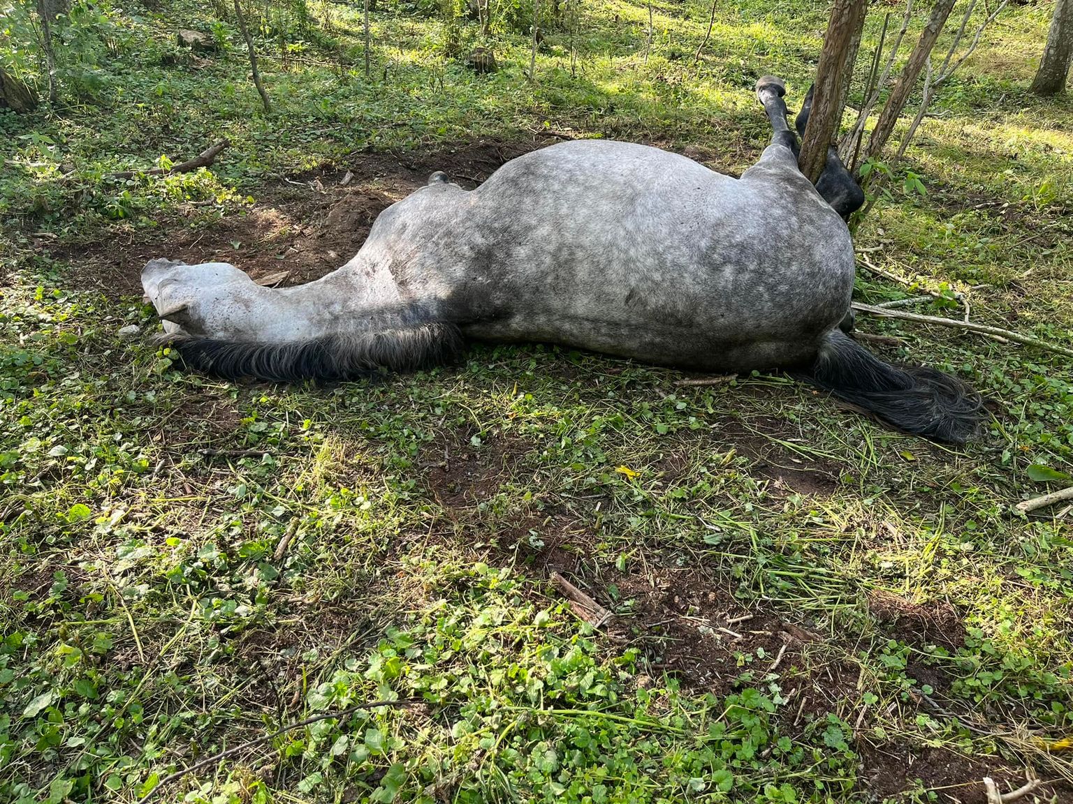 Мертвая лошадь Хыбевалге хутора Тоотси.