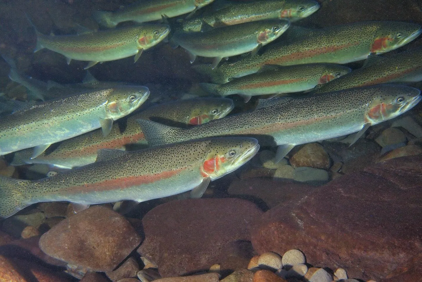 Pildil kujutatud vikerforelli alamliik viidi inimese poolt Michigani järve natuke üle saja aasta eest.