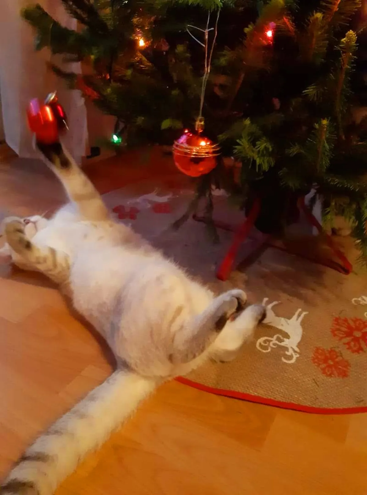 Kokos Perla Vela jõuluootuses
