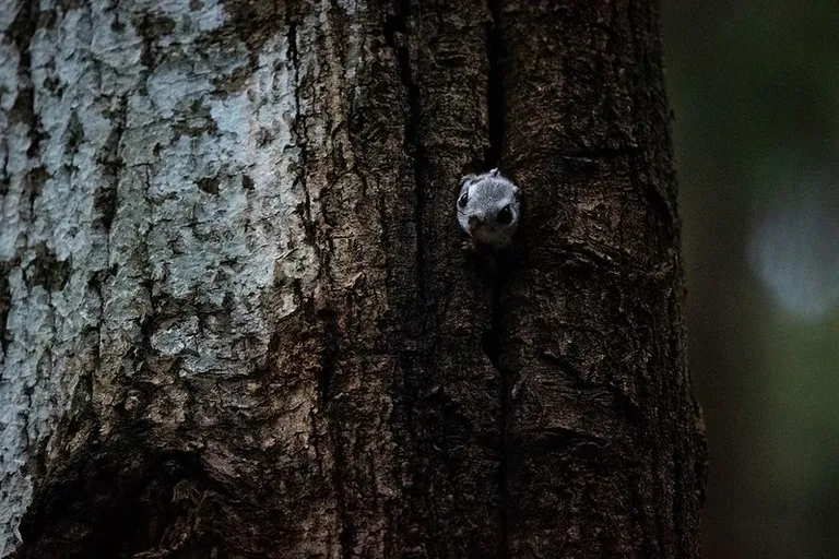 Lendorav piilumas pesaaugust. «Mõne looma või linnuga tekib eriline side. Mul on selleks lendorav. Öise eluviisiga lendorava pildile saamine on olnud unistuste listis juba mõnda aega. Sättisin kaamera statiivile ning pildiotsijast läbi vaadates märkasingi natukese unise olemisega tegelast pesaaugust välja piilumas. Rõõm oli suur.»